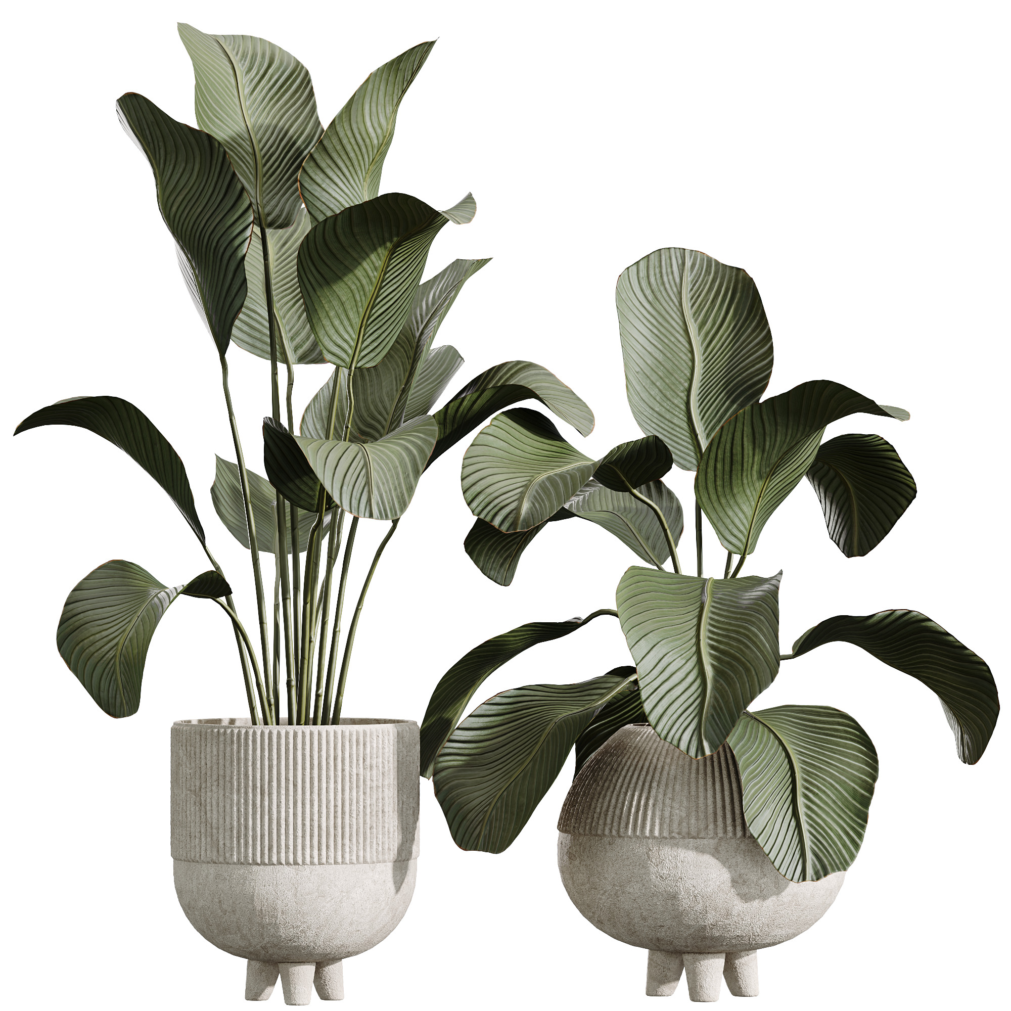 AV Indoor Plants Set 237 Olive Tree and Calathea Lutea 3D model_3