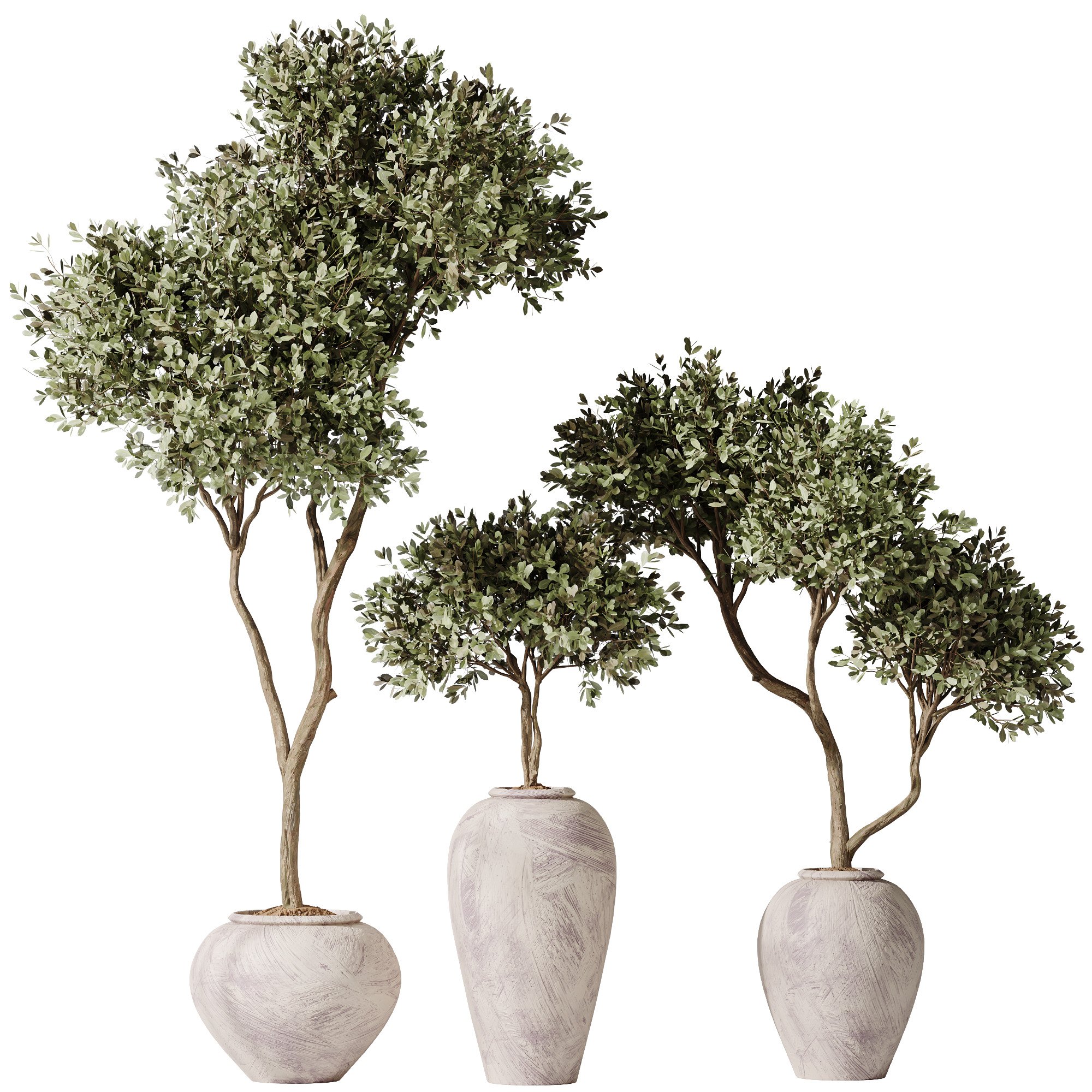 AV Indoor Plants Set 237 Olive Tree and Calathea Lutea 3D model_1