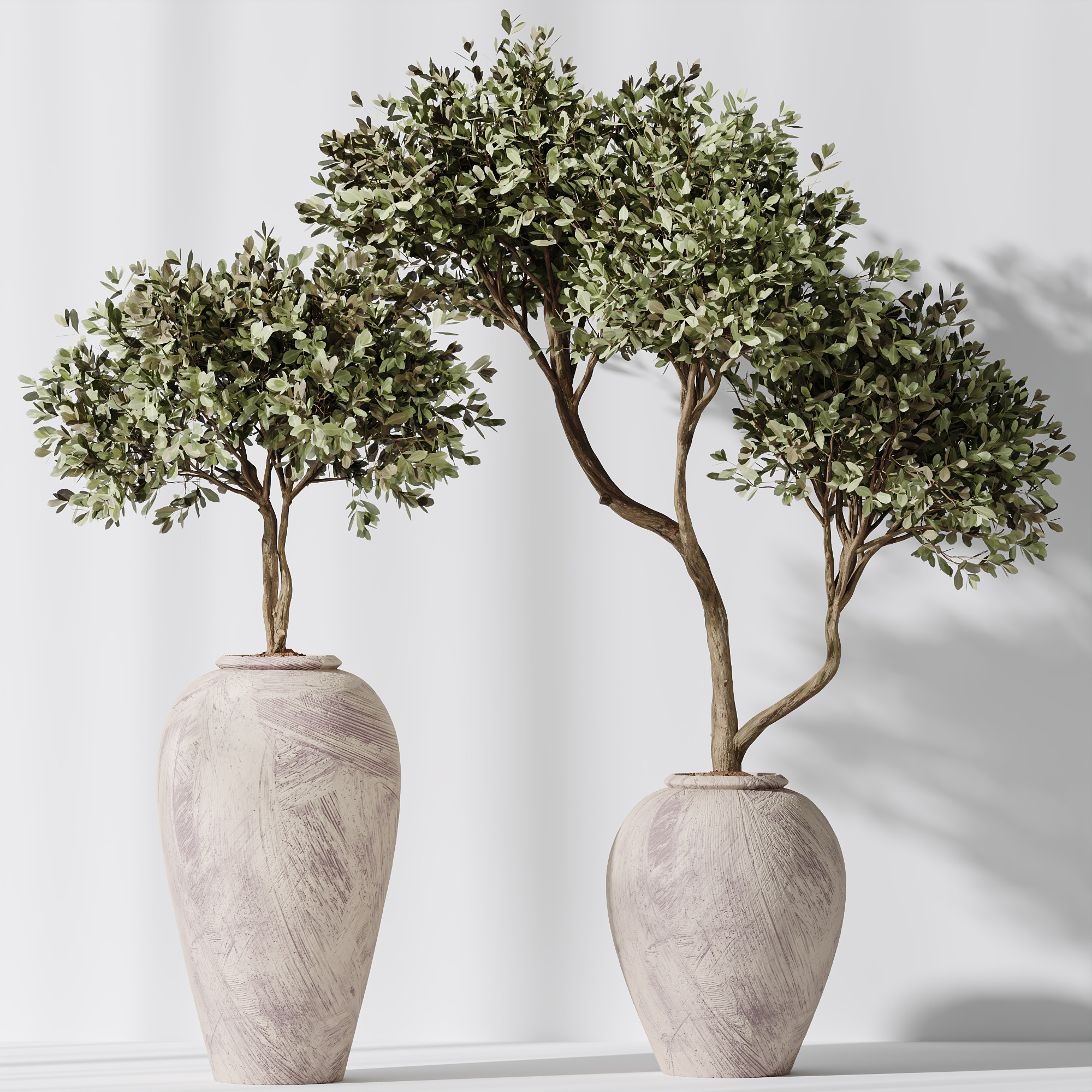 AV Indoor Plants Set 237 Olive Tree and Calathea Lutea 3D model_5