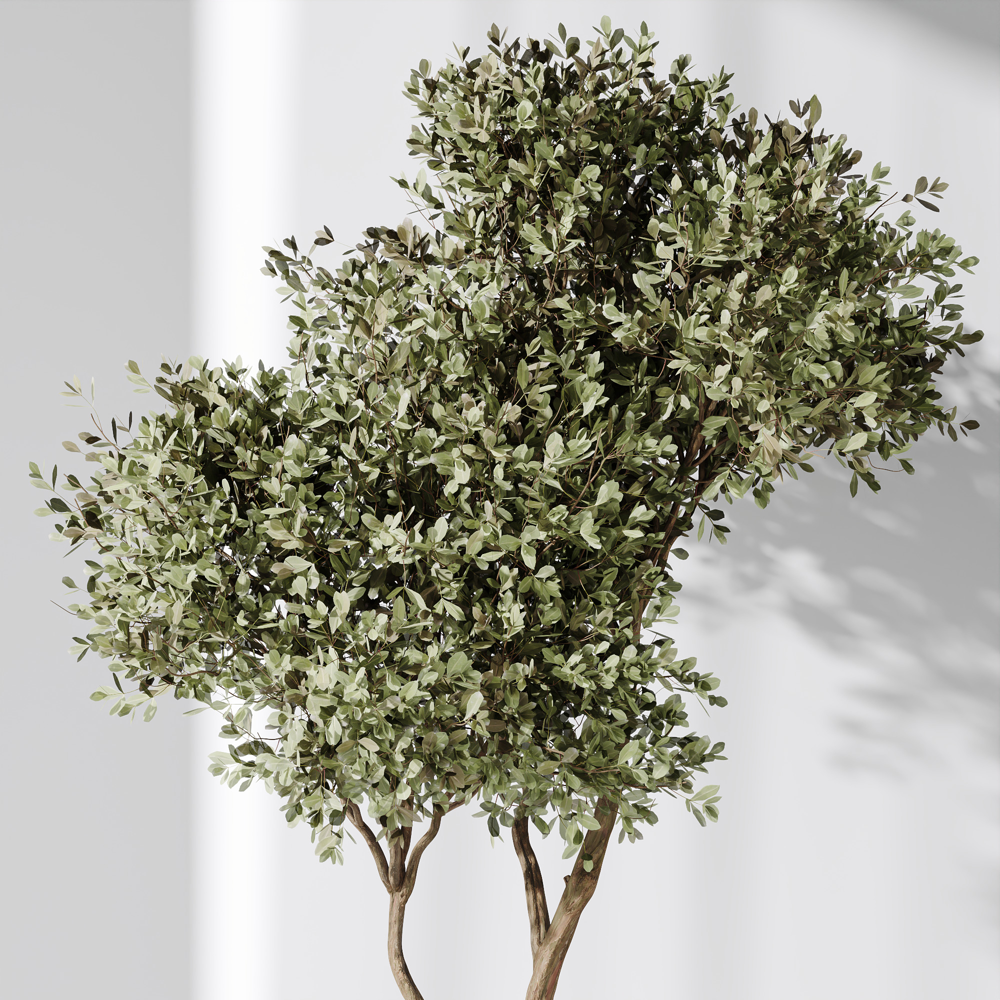 AV Indoor Plants Set 237 Olive Tree and Calathea Lutea 3D model_6