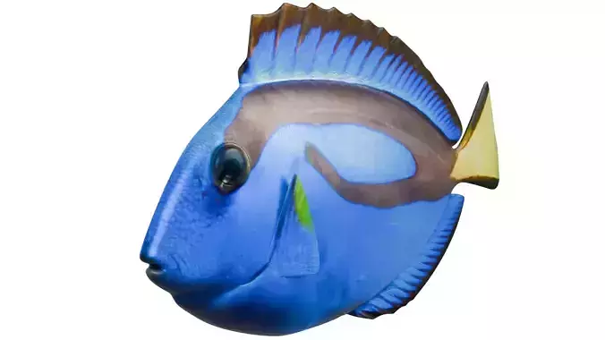 Blue Tang