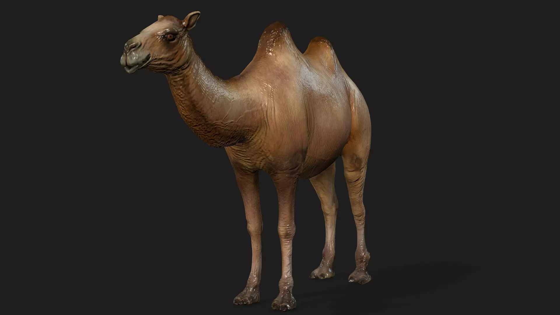 Camel 3D Model Rigged and Textured Low Poly Low-poly 3D model