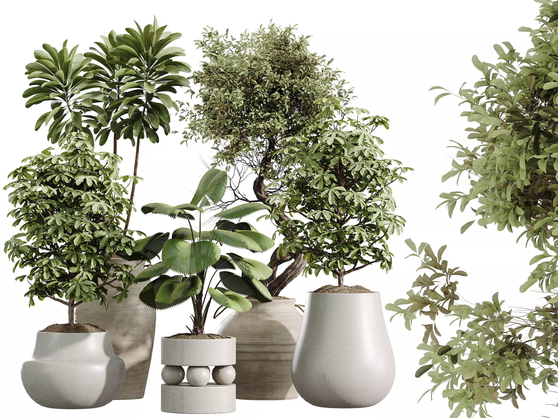 AV Indoor Plants Set 238 Ficus Ginseng Bonsai Palm 3D model