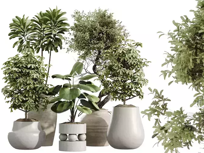 AV Indoor Plants Set 238 Ficus Ginseng Bonsai Palm