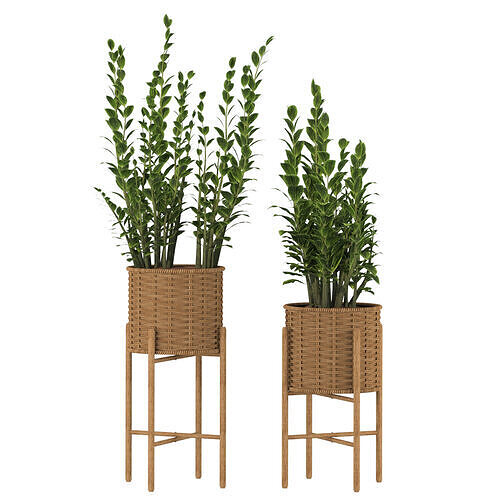 Zamioculcas Wicker Pot 3D model