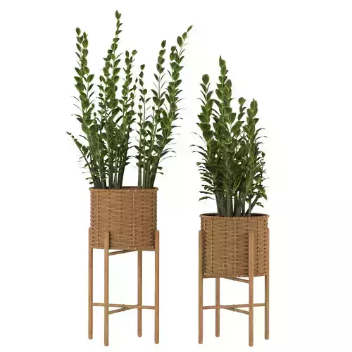 Zamioculcas Wicker Pot 3D model