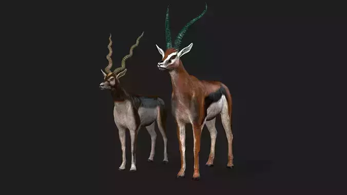 Antelope and Gazelle Pack  Low Poly  Textured 3D Models Low-poly 3D model