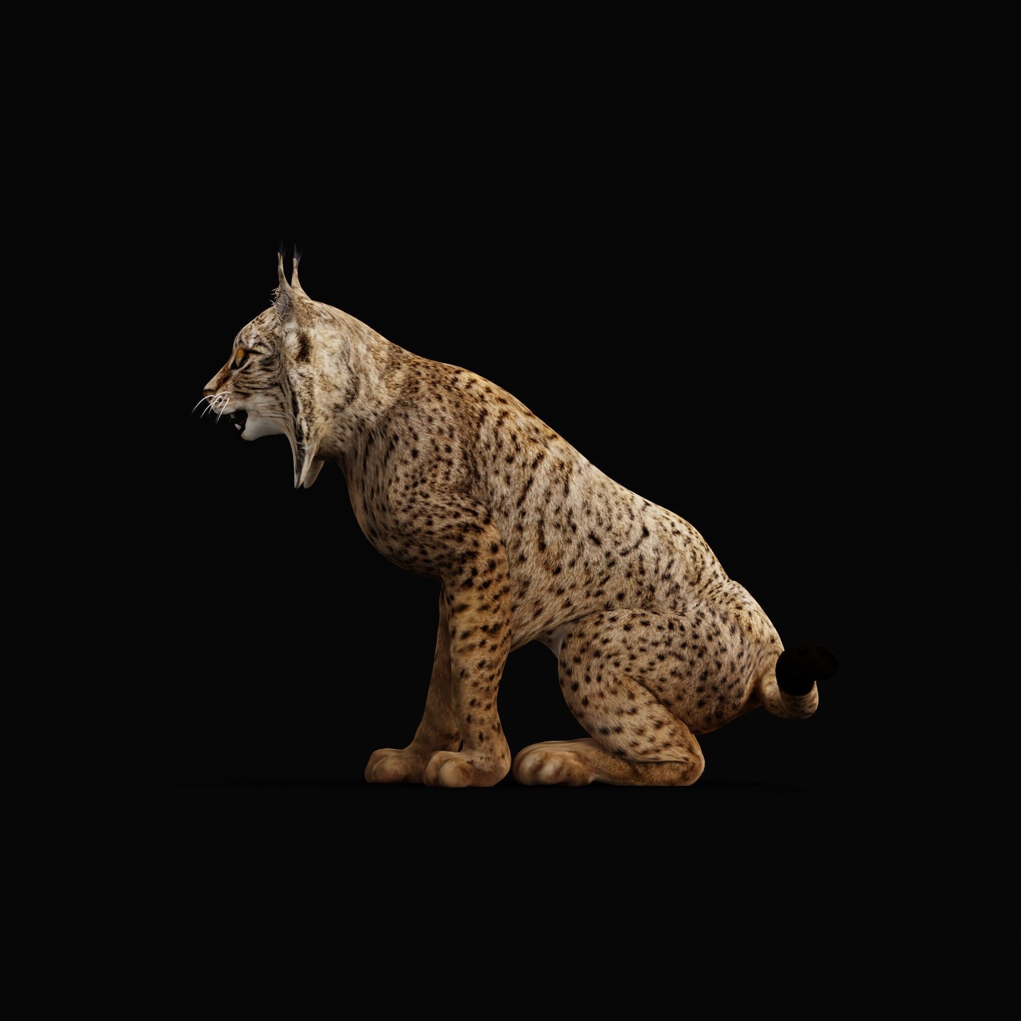 Iberian Lynx Low-poly 3D model_52