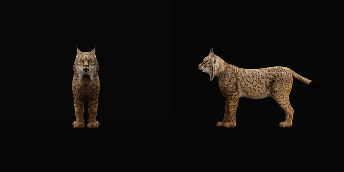 Iberian Lynx Low-poly 3D model_9