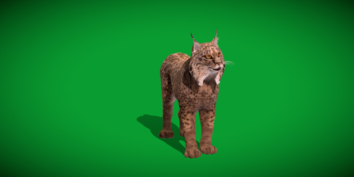 Iberian Lynx Low-poly 3D model_25