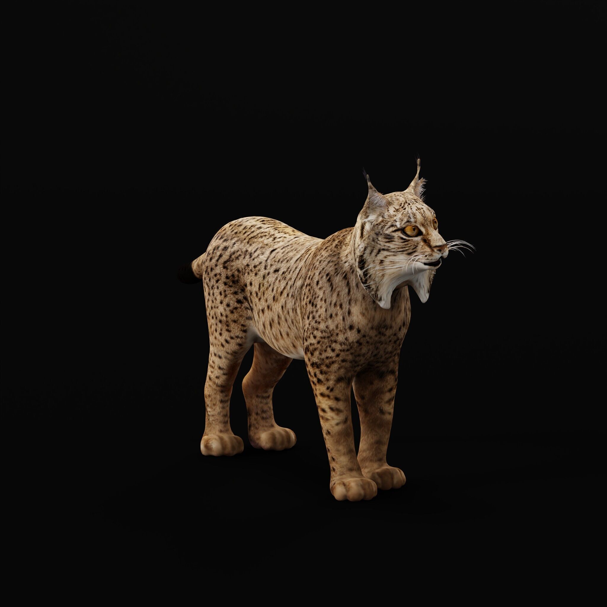 Iberian Lynx Low-poly 3D model_46