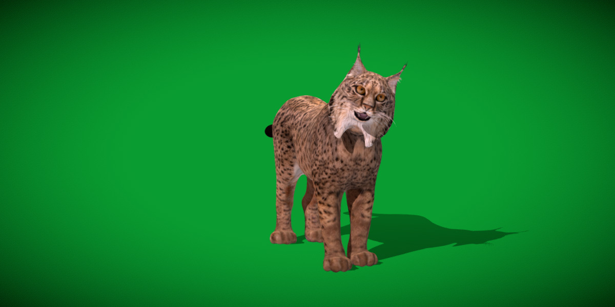 Iberian Lynx Low-poly 3D model_30