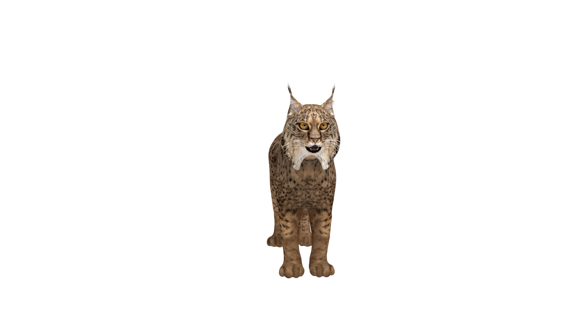 Iberian Lynx Low-poly 3D model_35