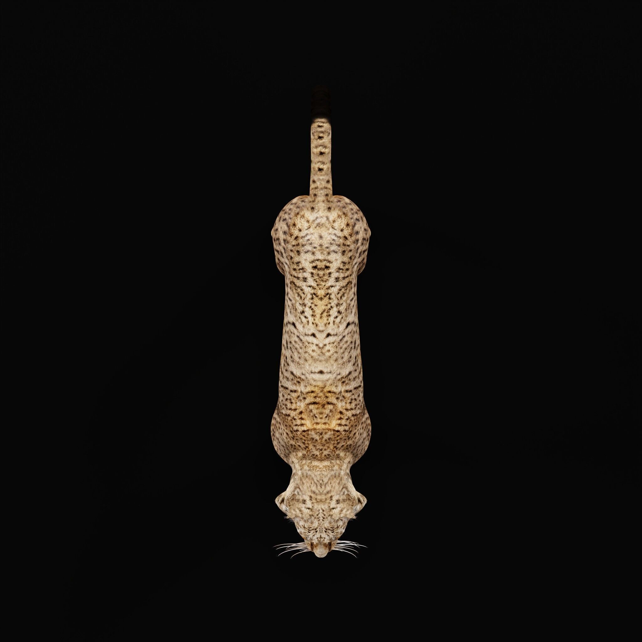 Iberian Lynx Low-poly 3D model_43