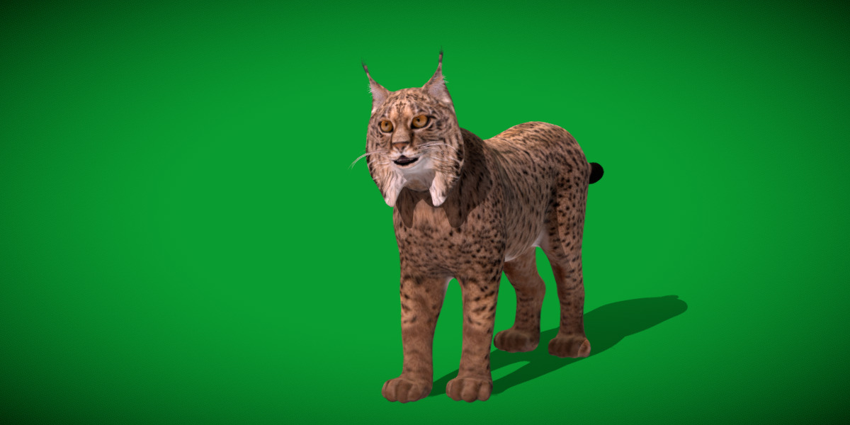 Iberian Lynx Low-poly 3D model_26