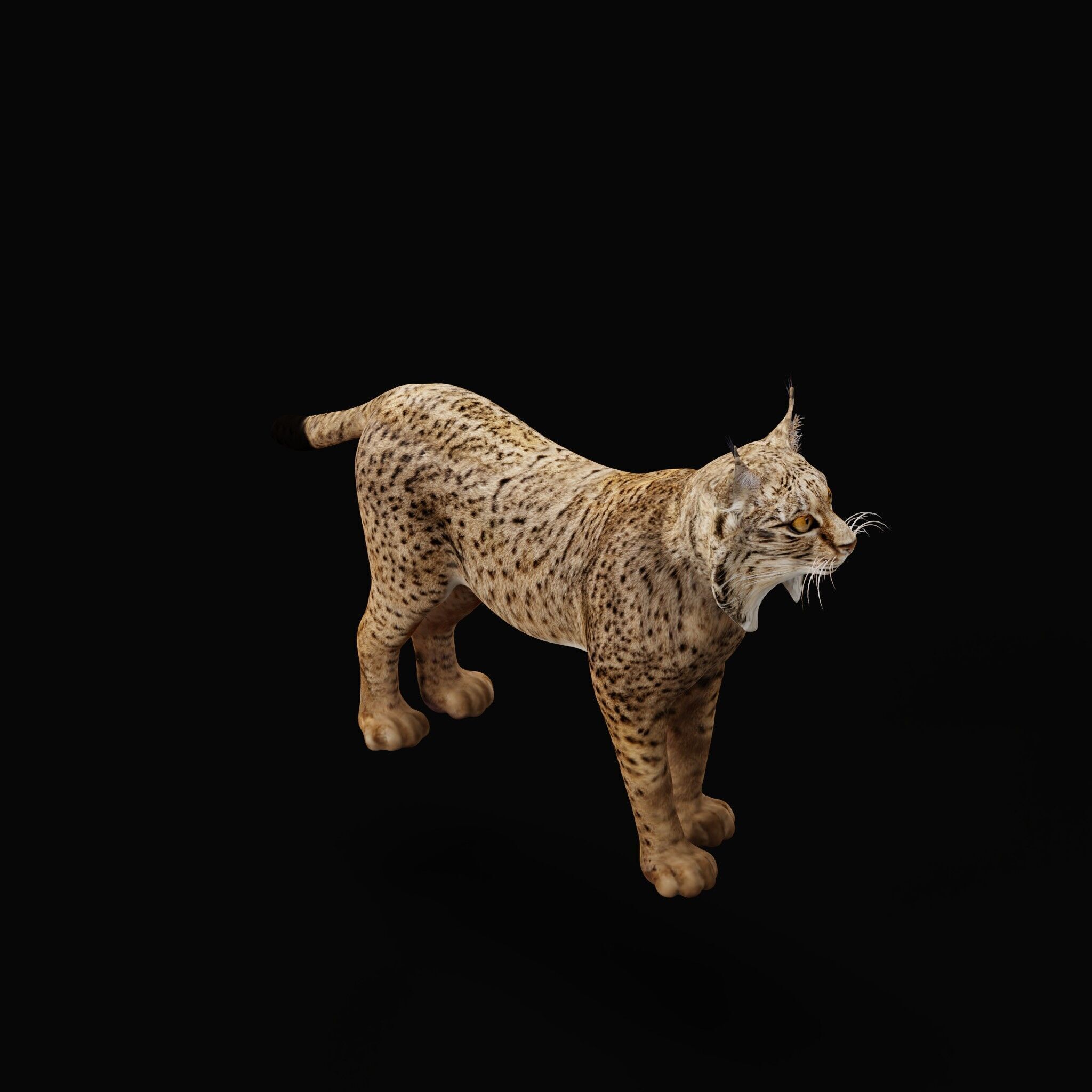 Iberian Lynx Low-poly 3D model_45