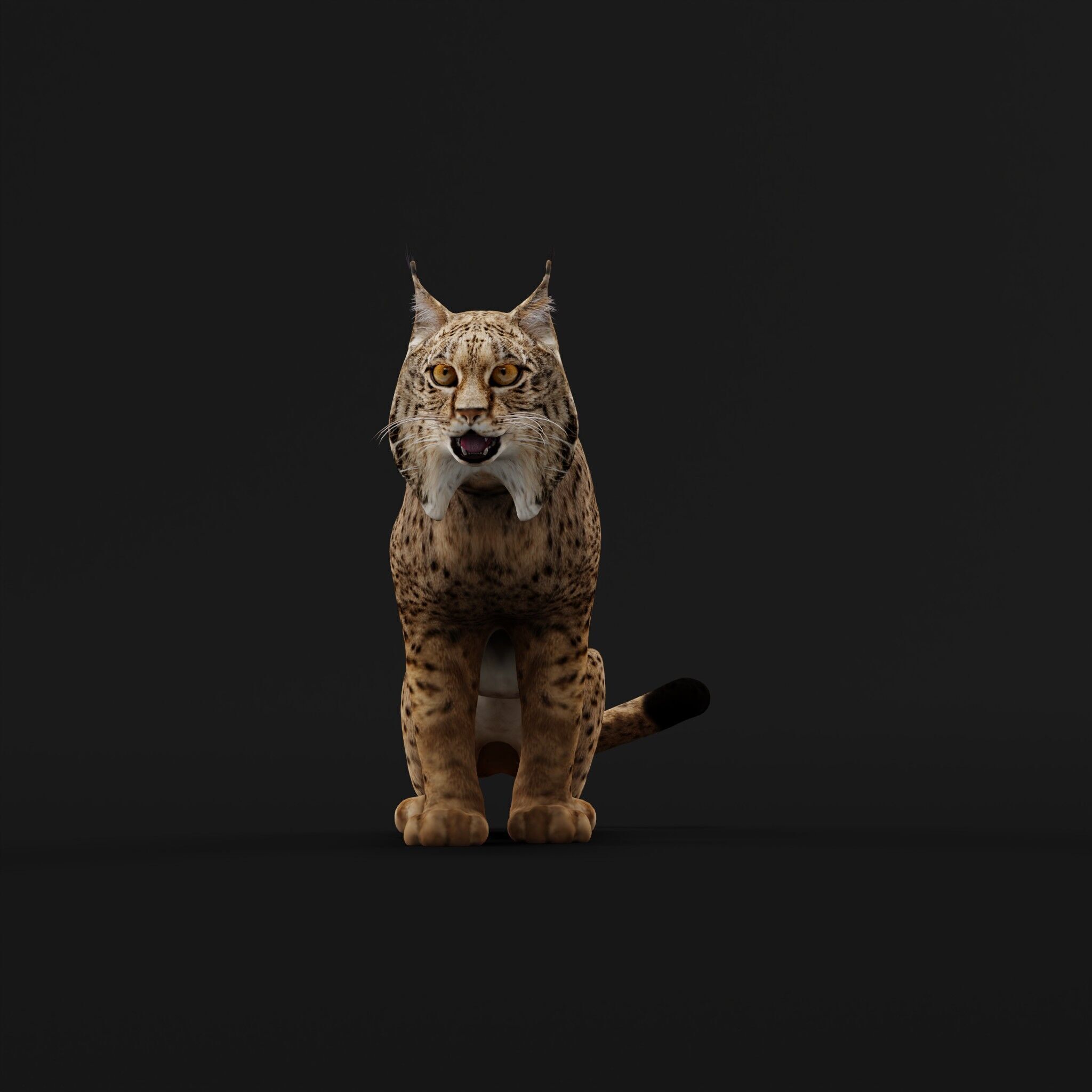 Iberian Lynx Low-poly 3D model_53