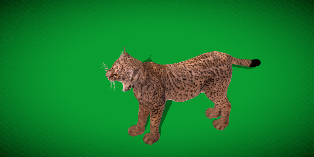 Iberian Lynx Low-poly 3D model_24