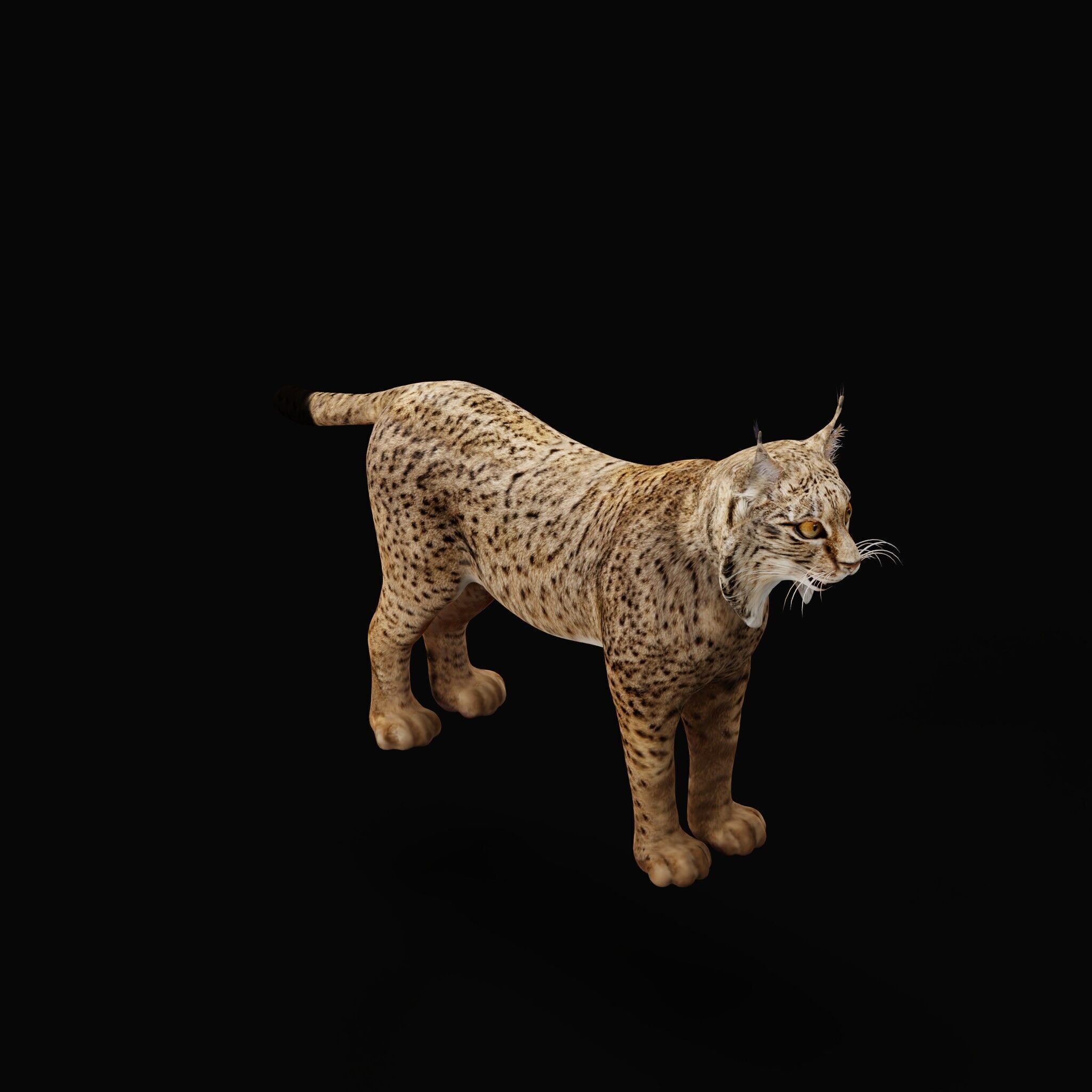 Iberian Lynx Low-poly 3D model_44