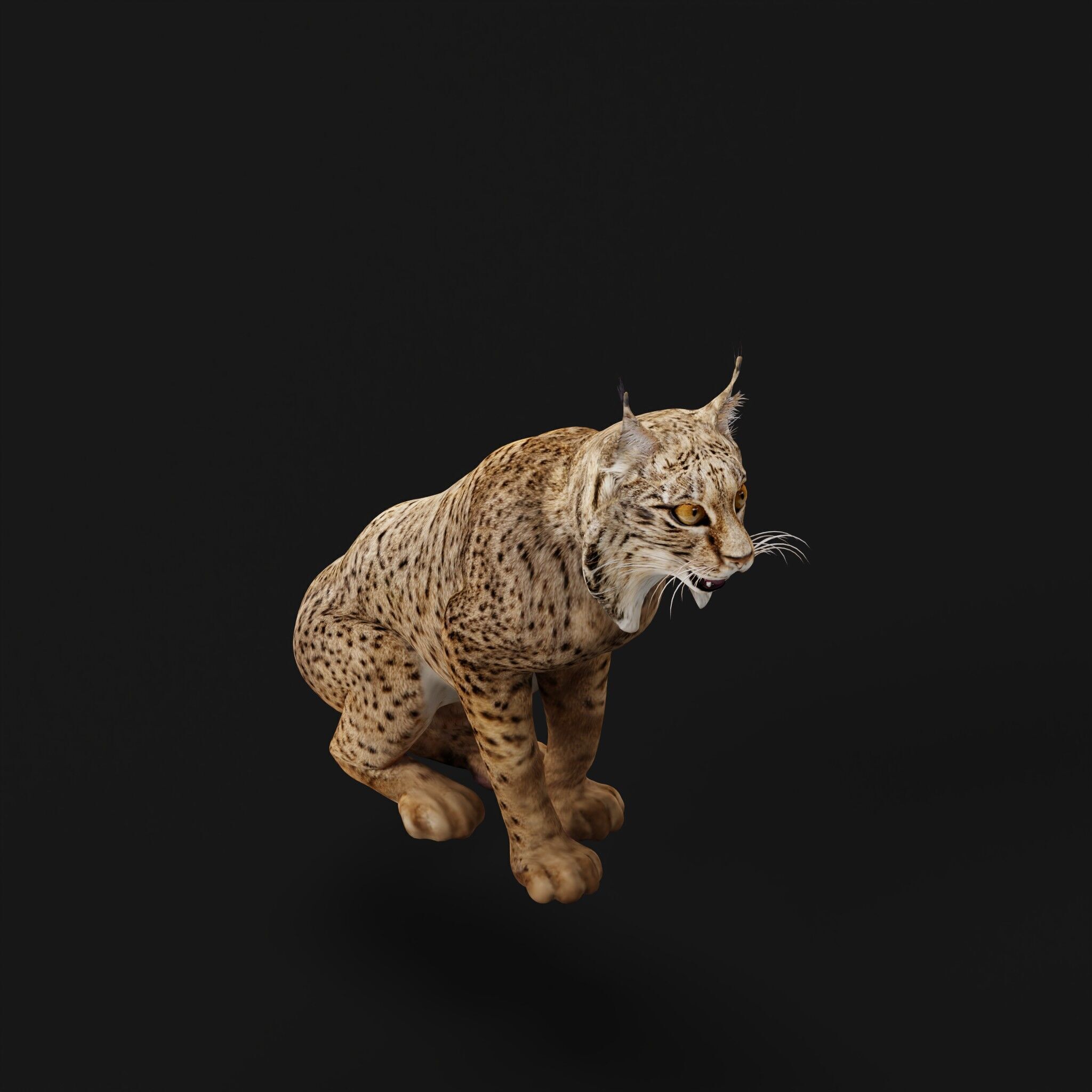 Iberian Lynx Low-poly 3D model_55