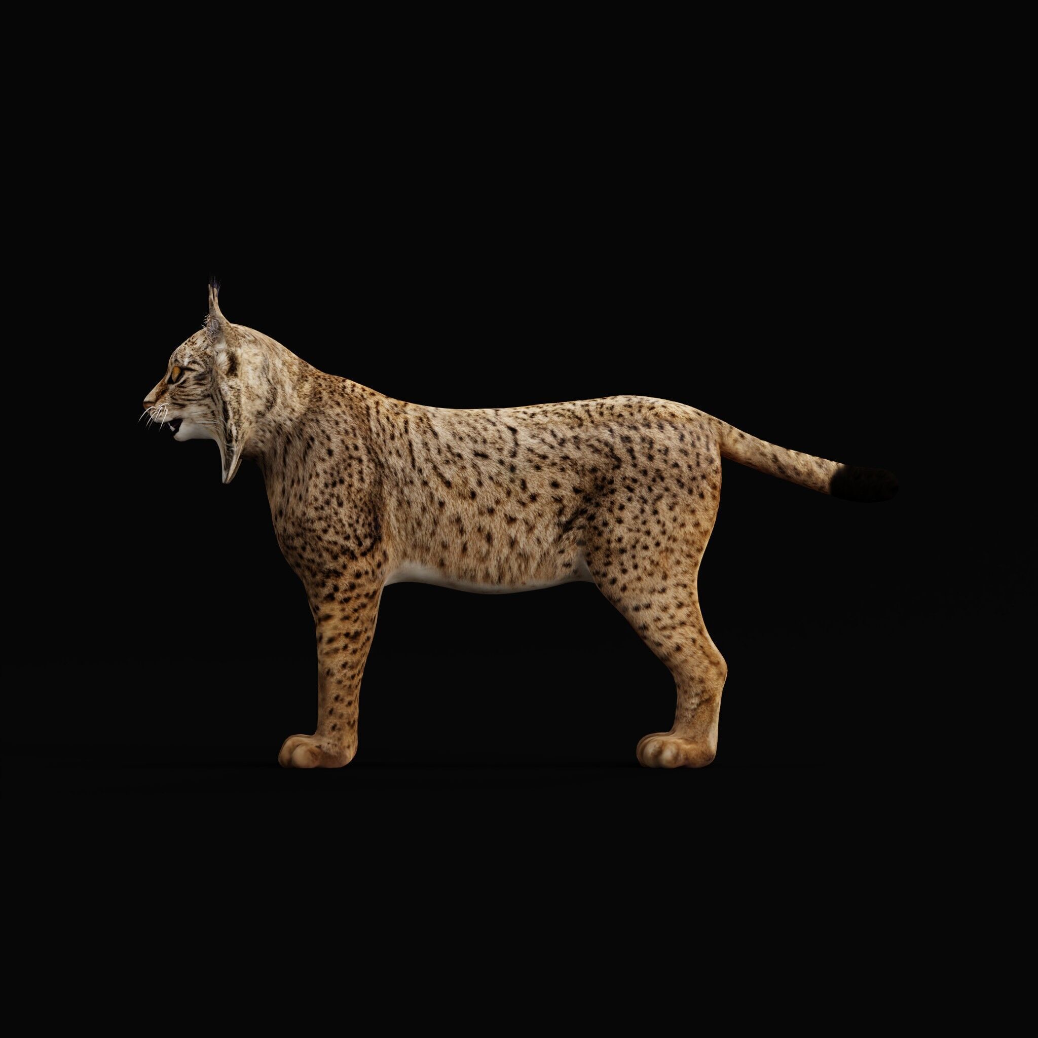 Iberian Lynx Low-poly 3D model_42