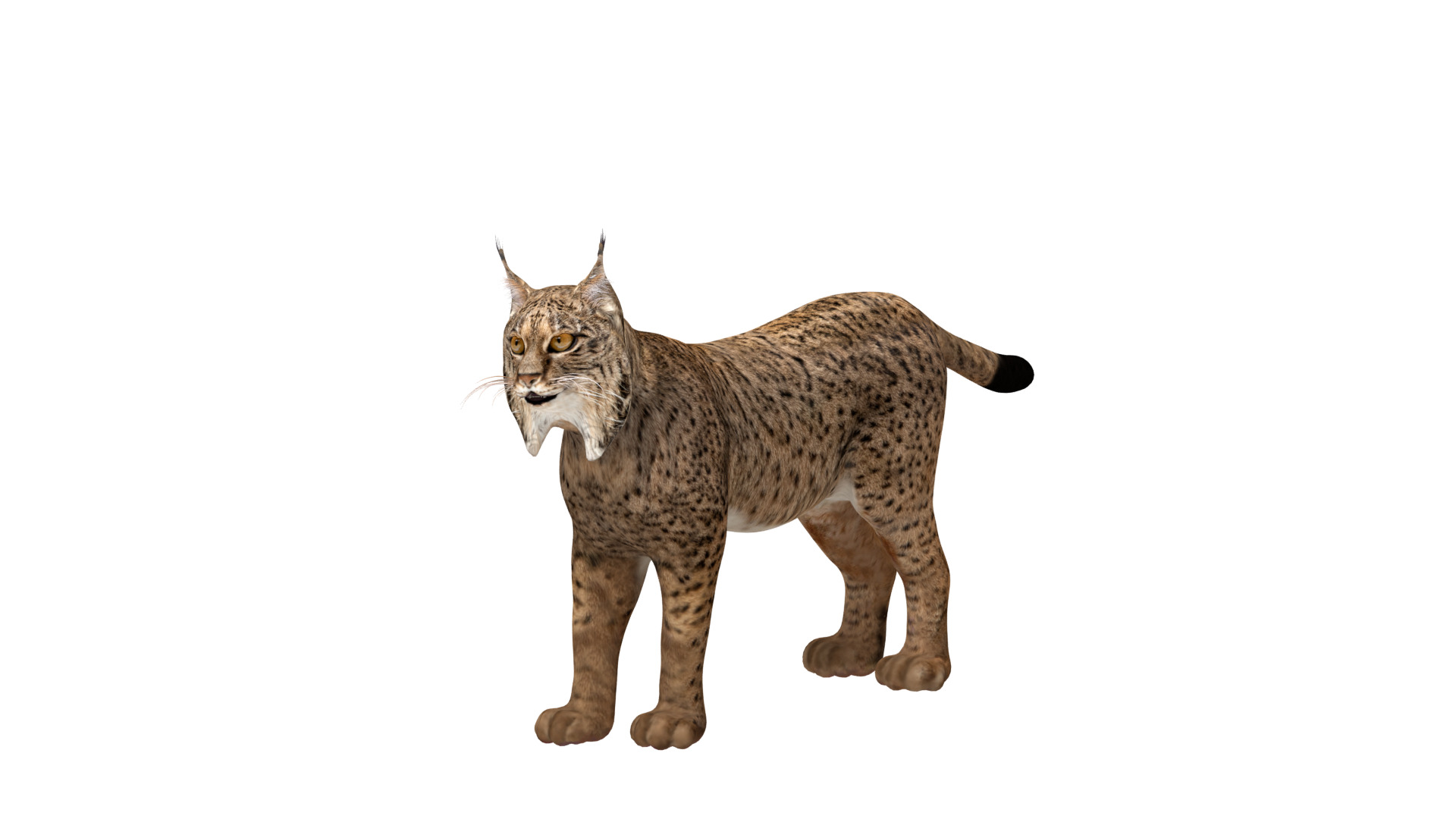 Iberian Lynx Low-poly 3D model_36