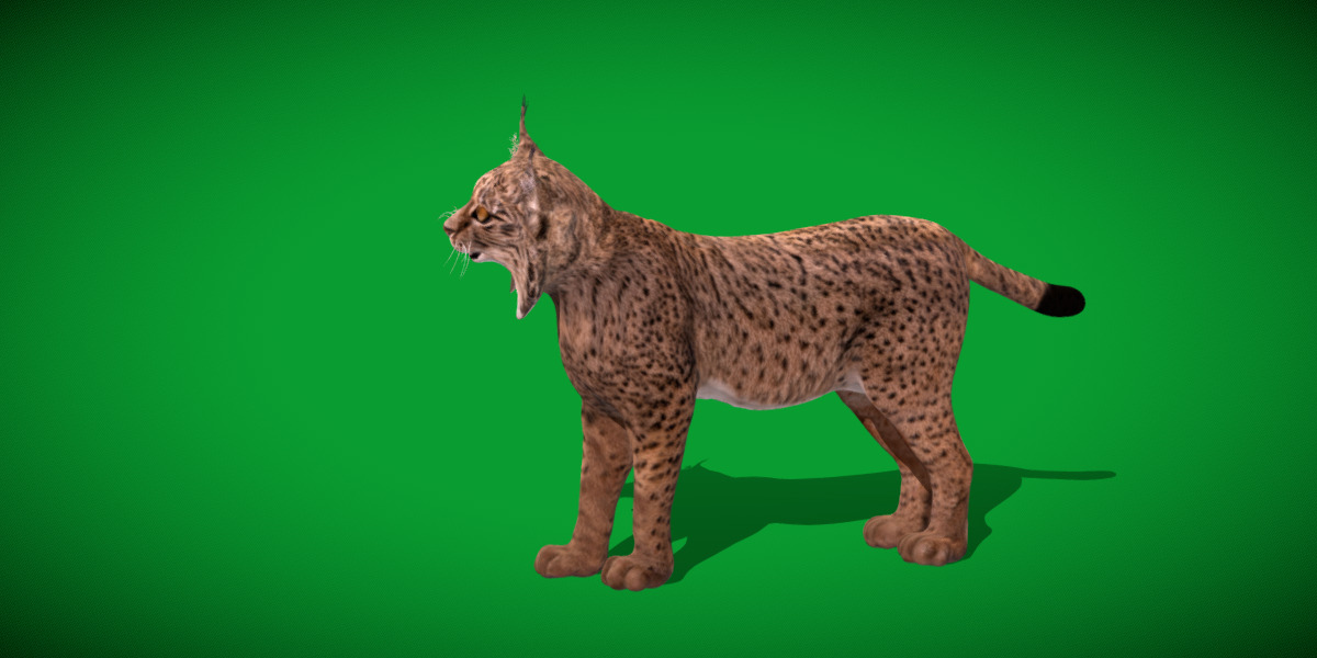 Iberian Lynx Low-poly 3D model_29