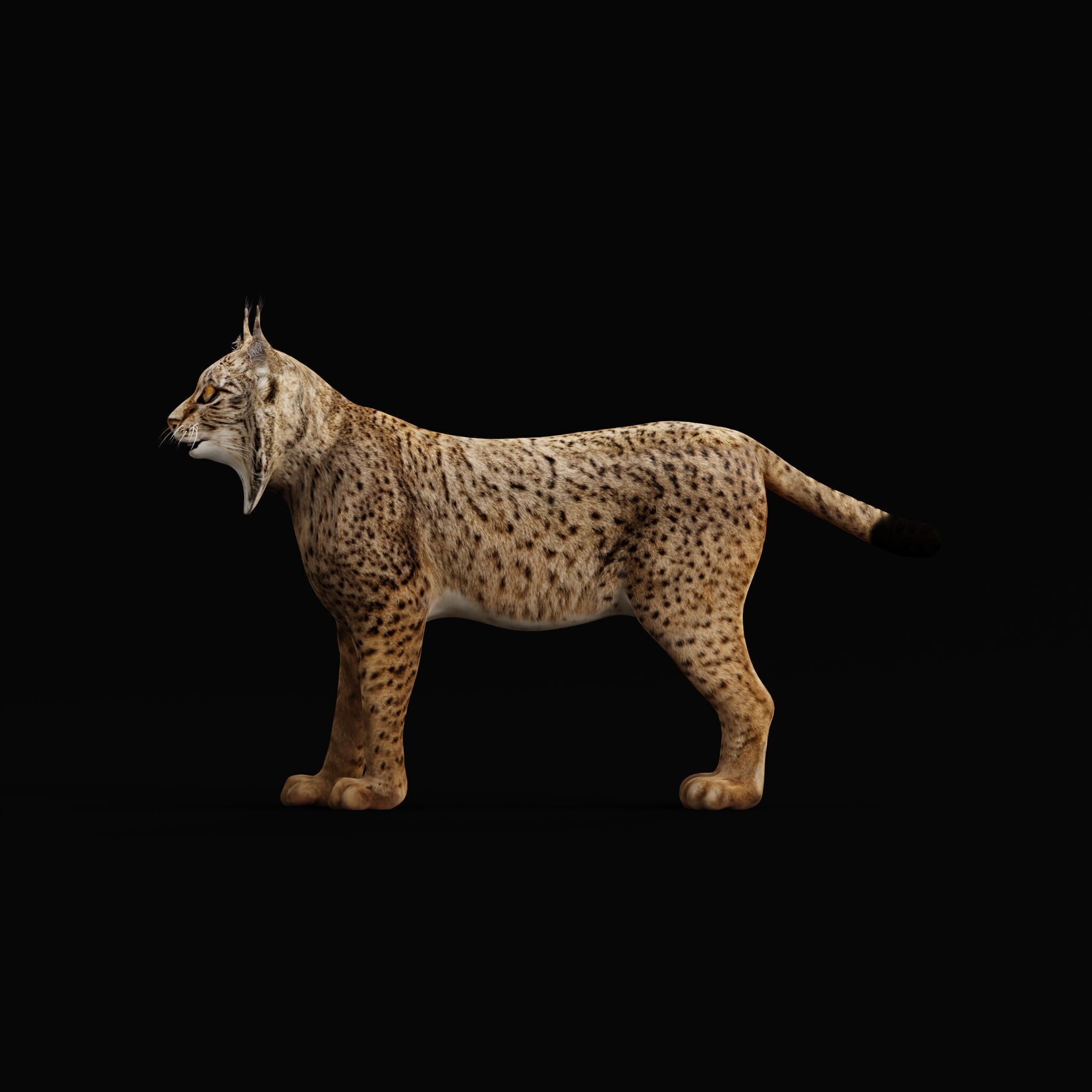 Iberian Lynx Low-poly 3D model_47