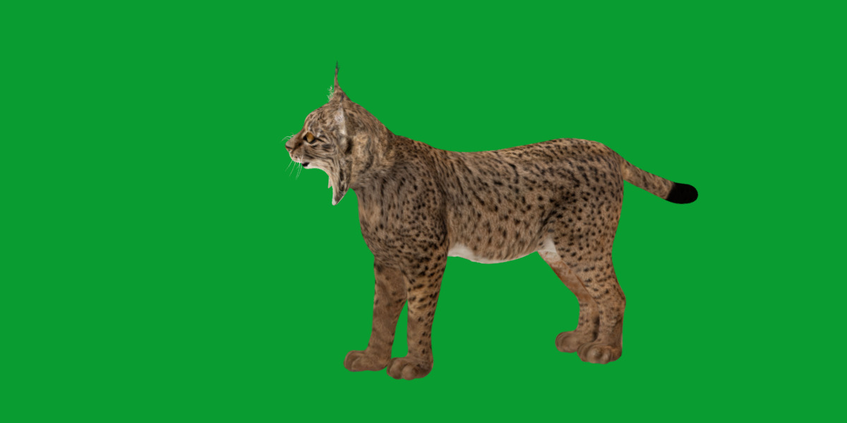 Iberian Lynx Low-poly 3D model_28