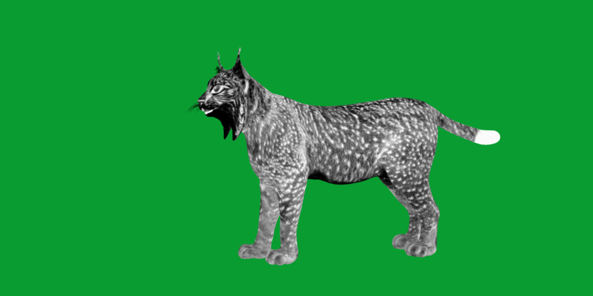 Iberian Lynx Low-poly 3D model_12