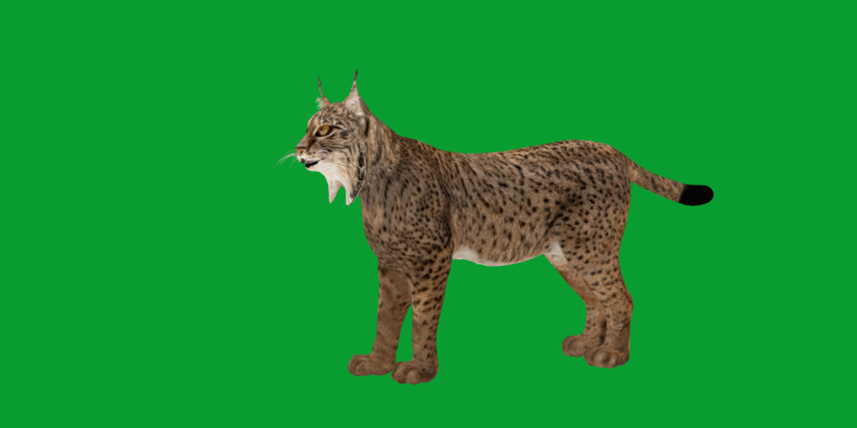 Iberian Lynx Low-poly 3D model_27