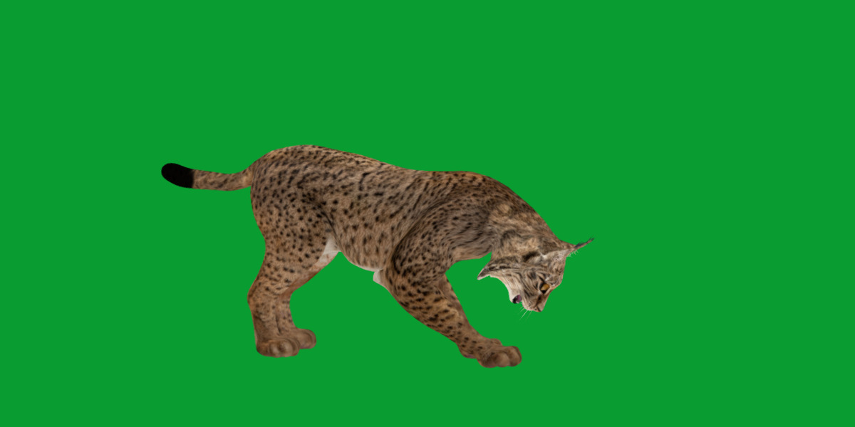 Iberian Lynx Low-poly 3D model_33