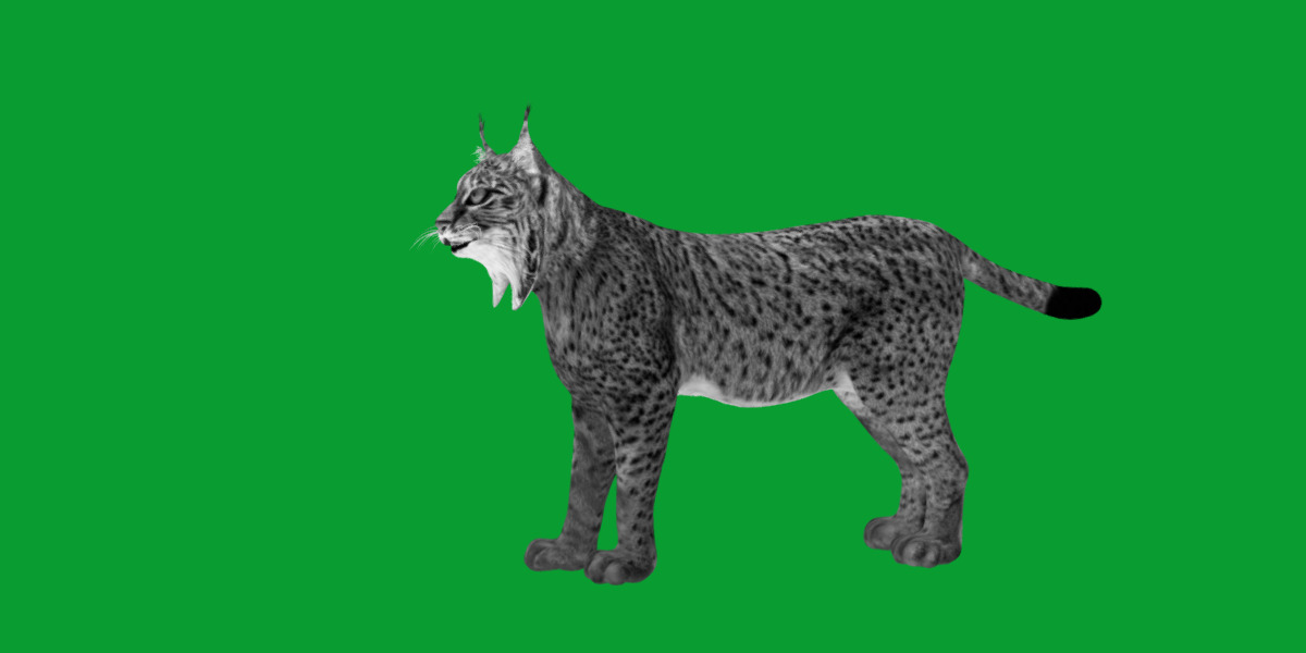 Iberian Lynx Low-poly 3D model_13