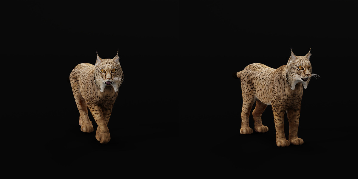 Iberian Lynx Low-poly 3D model_4