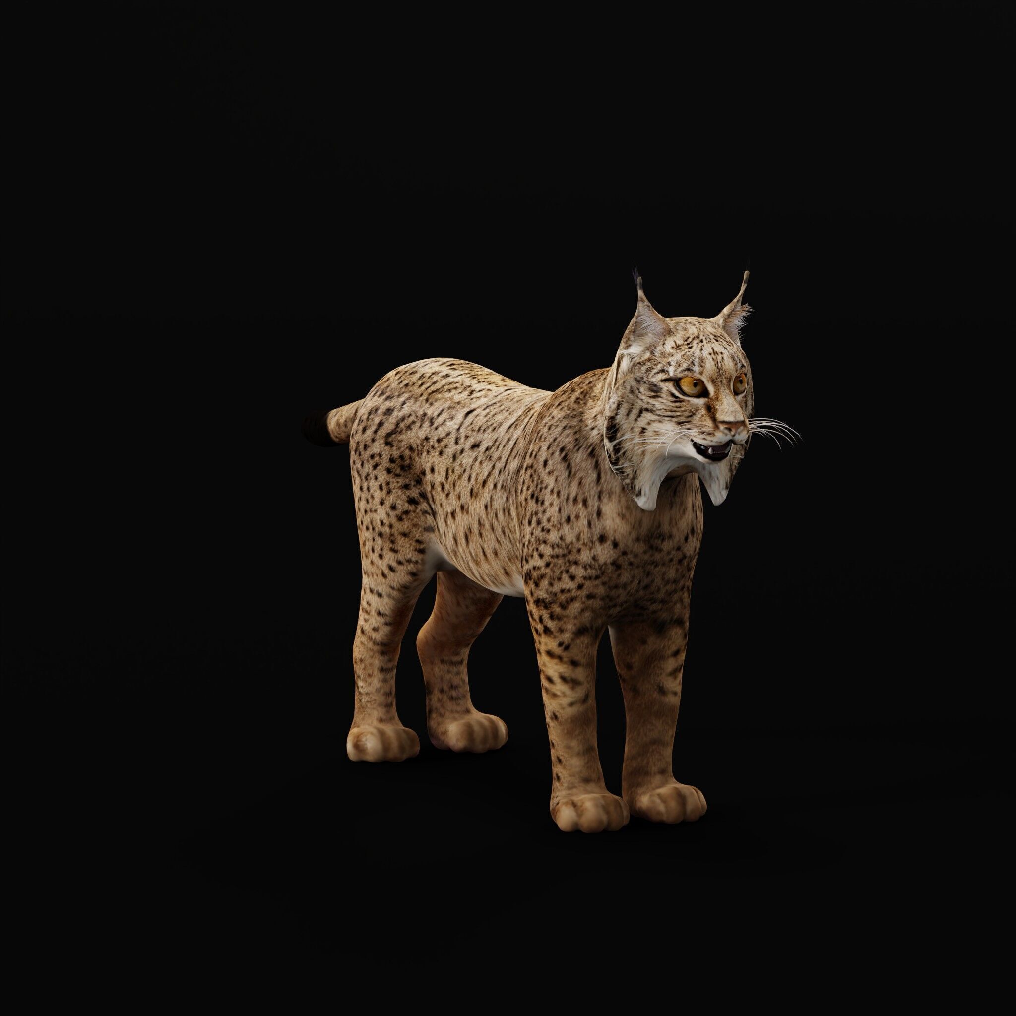 Iberian Lynx Low-poly 3D model_40