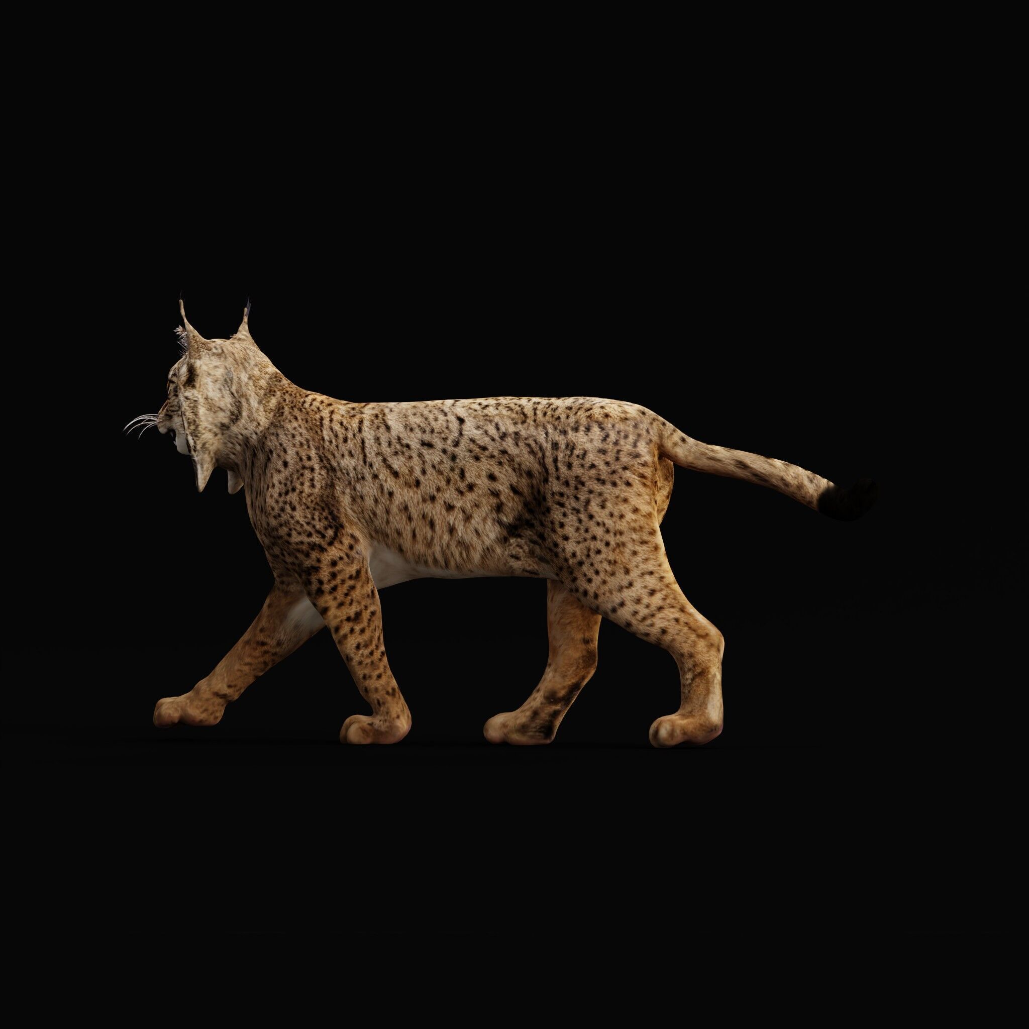 Iberian Lynx Low-poly 3D model_51
