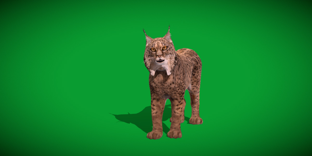 Iberian Lynx Low-poly 3D model_3
