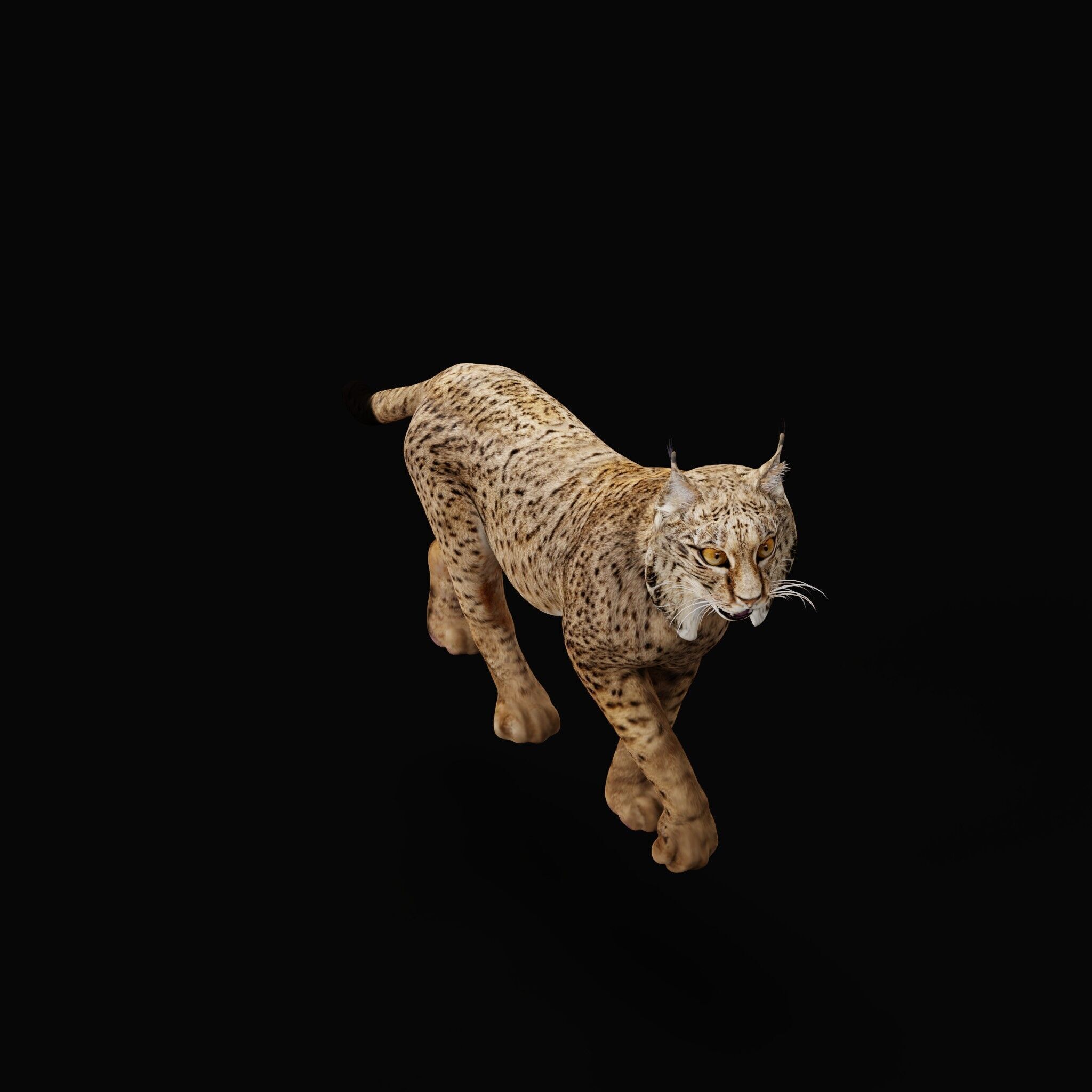 Iberian Lynx Low-poly 3D model_49