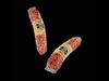 Truffle Salami 2 3D model_1