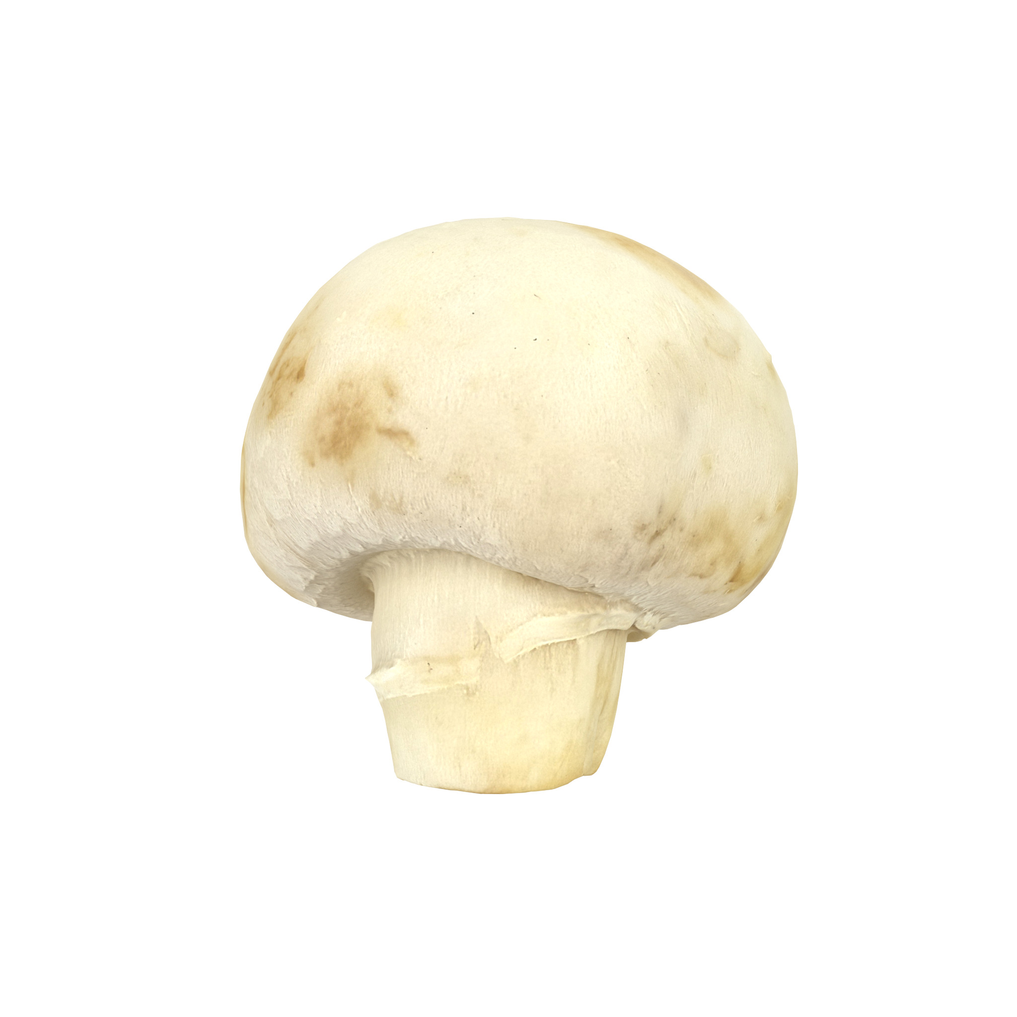 Champignon Mushroom Low-poly 3D model_1