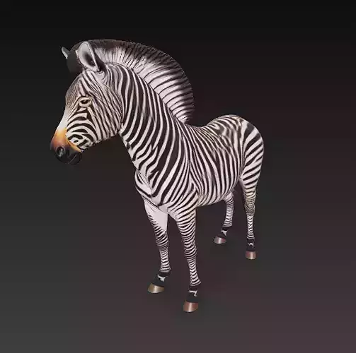 Zebra Realistic 3D Model- Low Poly Realistic