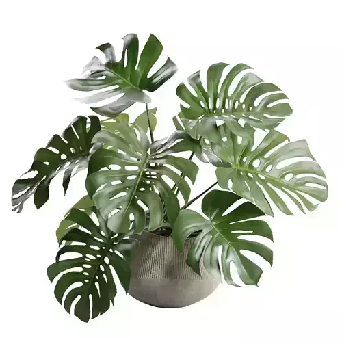 Monstera Deliciosa SwissCheese Concrete Planter