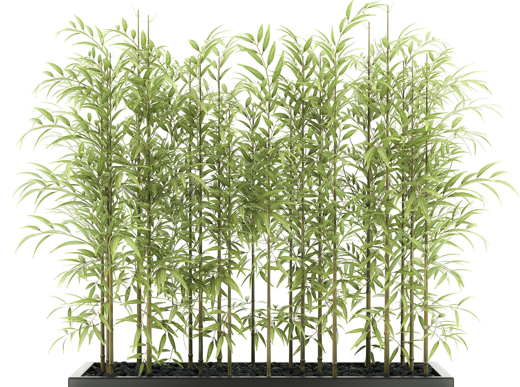 bamboo plant 3D model_2