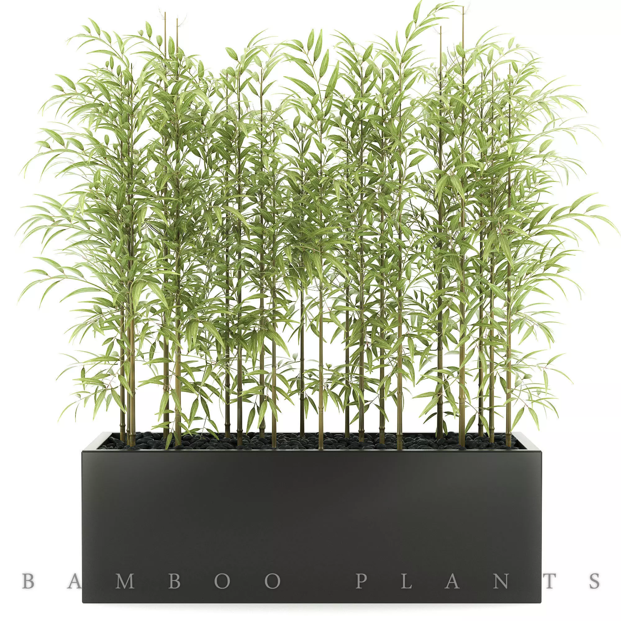 bamboo plant 3D model_0