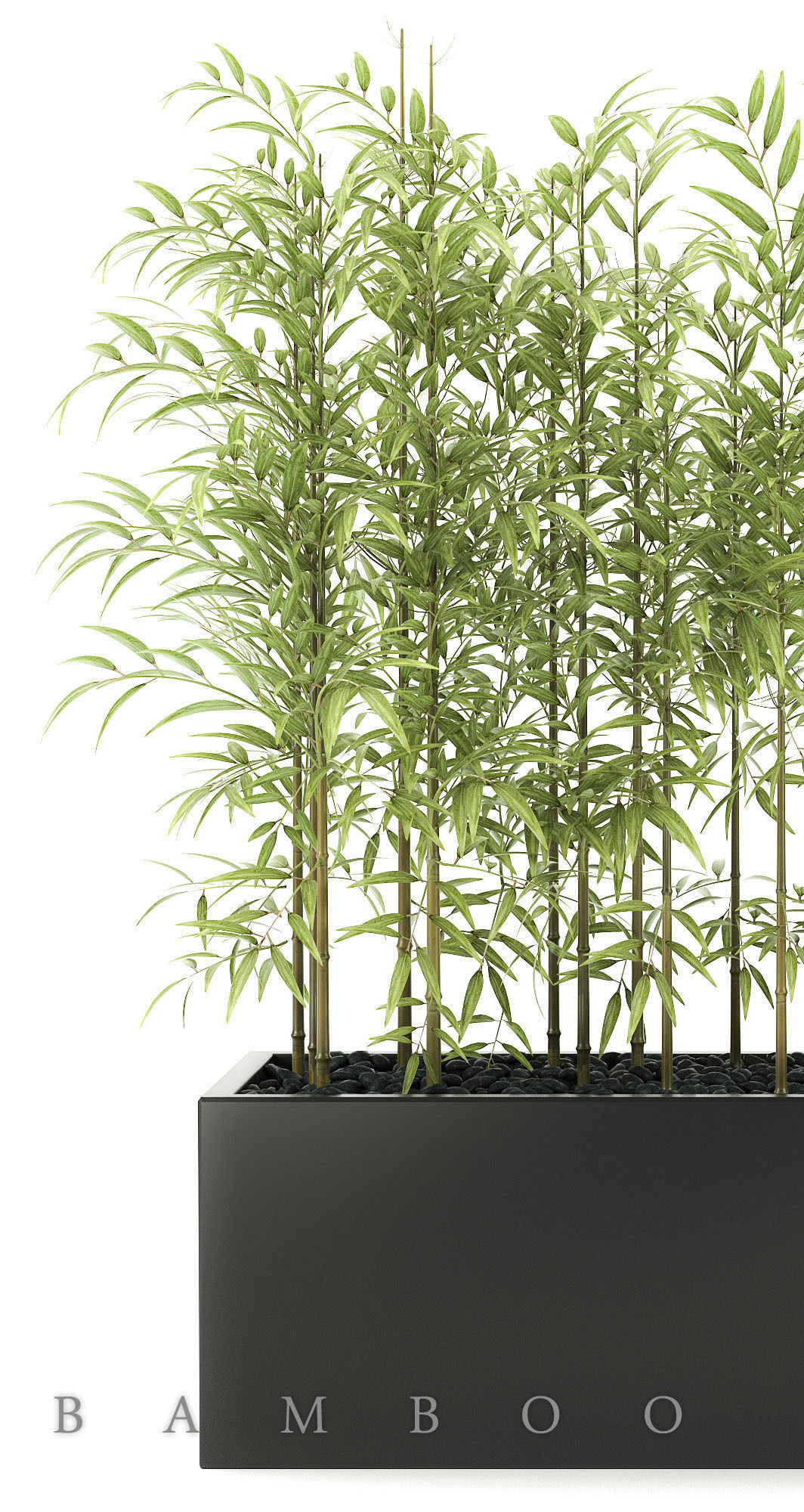 bamboo plant 3D model_4