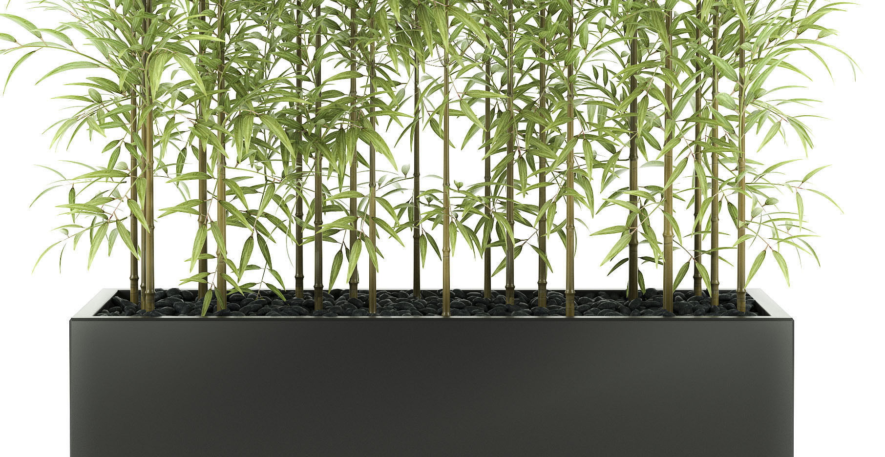 bamboo plant 3D model_3