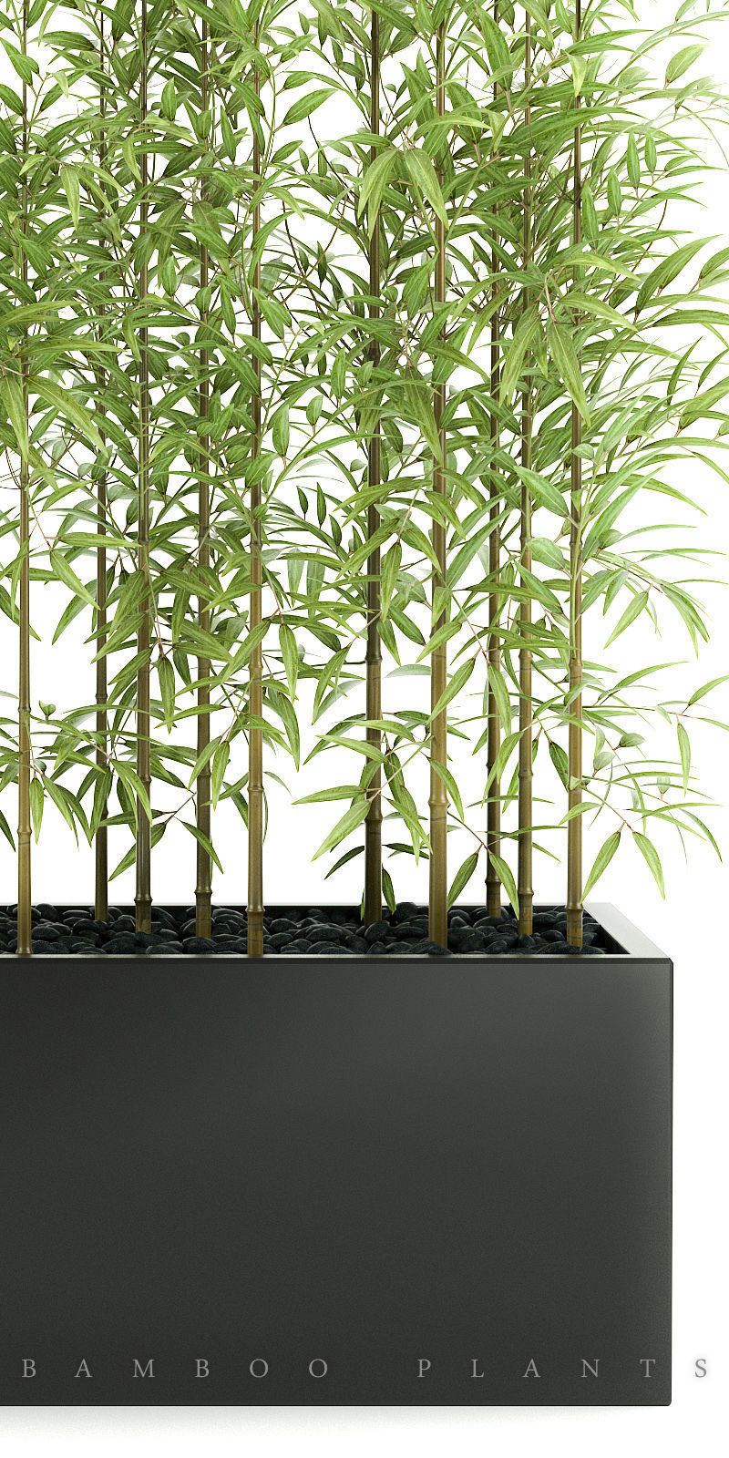 bamboo plant 3D model_1