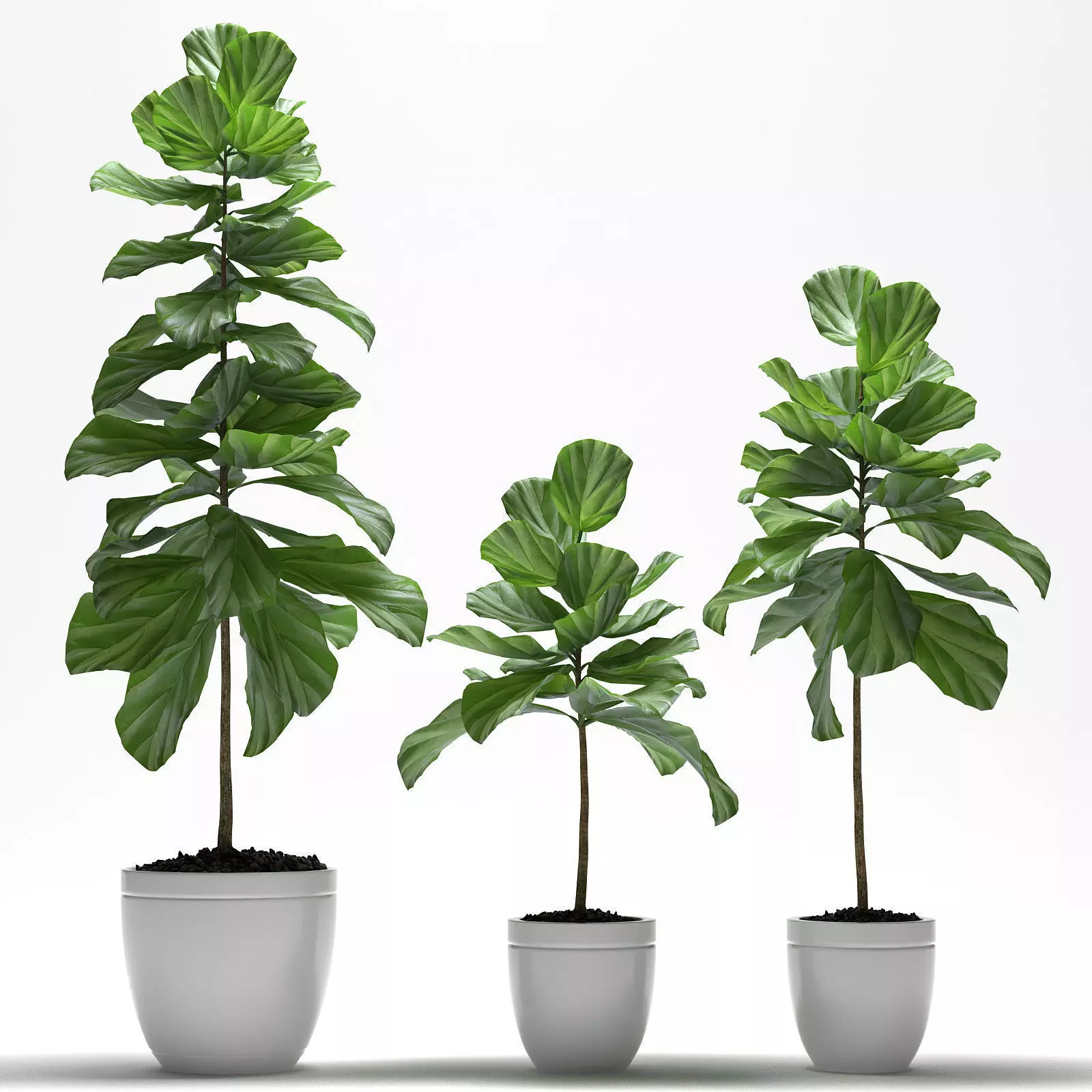 plant Fig plant 3D model