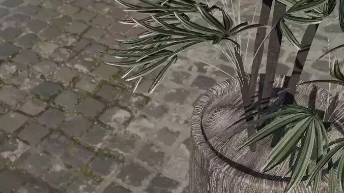 Rhapis plant 3D model 