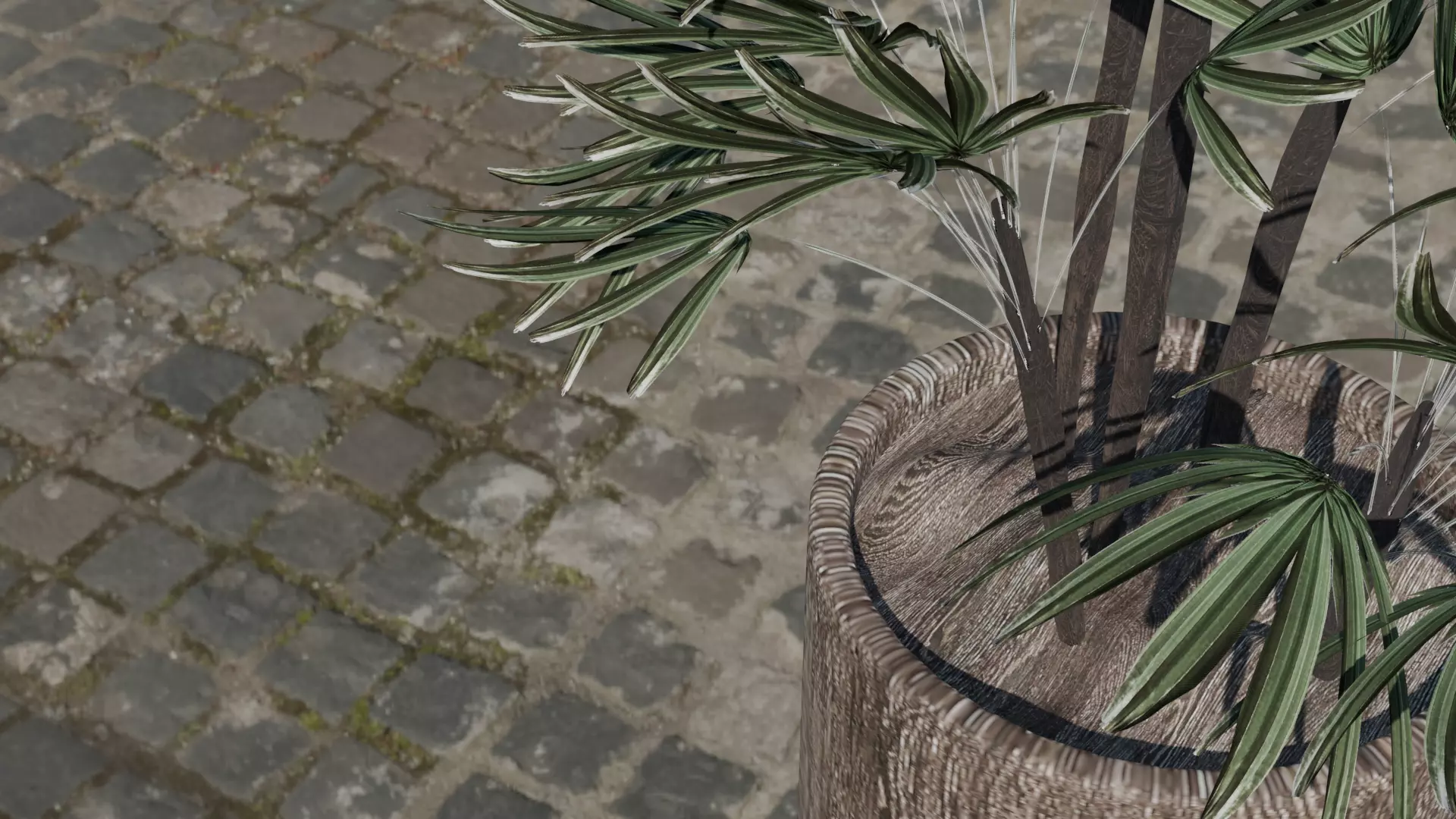 Rhapis plant 3D model 3D model
